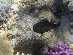 Plectroglyphidodon lacrymatus