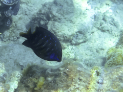 Plectroglyphidodon lacrymatus