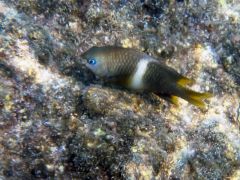 Plectroglyphidodon leucozonus