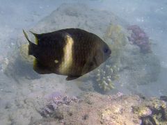 Plectroglyphidodon leucozonus