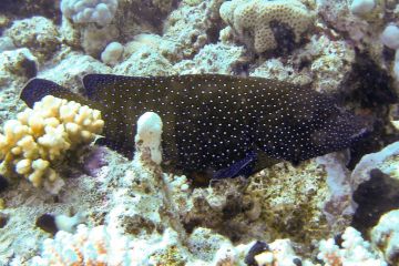 Plectropomus areolatus
