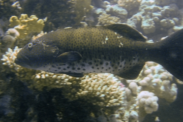 Plectropomus areolatus