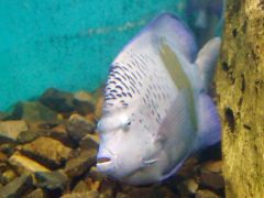 Pomacanthus maculosus