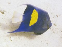 Pomacanthus maculosus