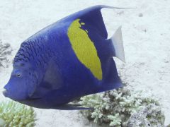 Pomacanthus maculosus