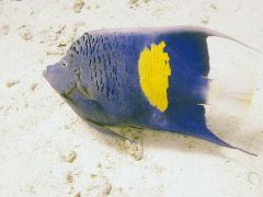 Pomacanthus maculosus