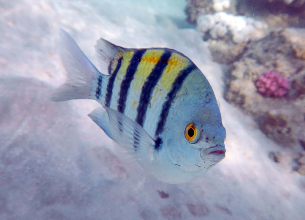 Abudefduf vaigiensis