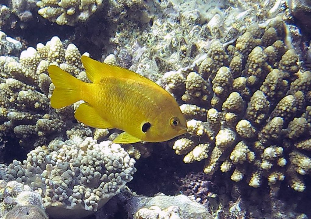 Pomacentrus sulfureus