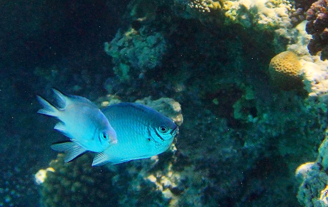 Amblyglyphidodon indicus