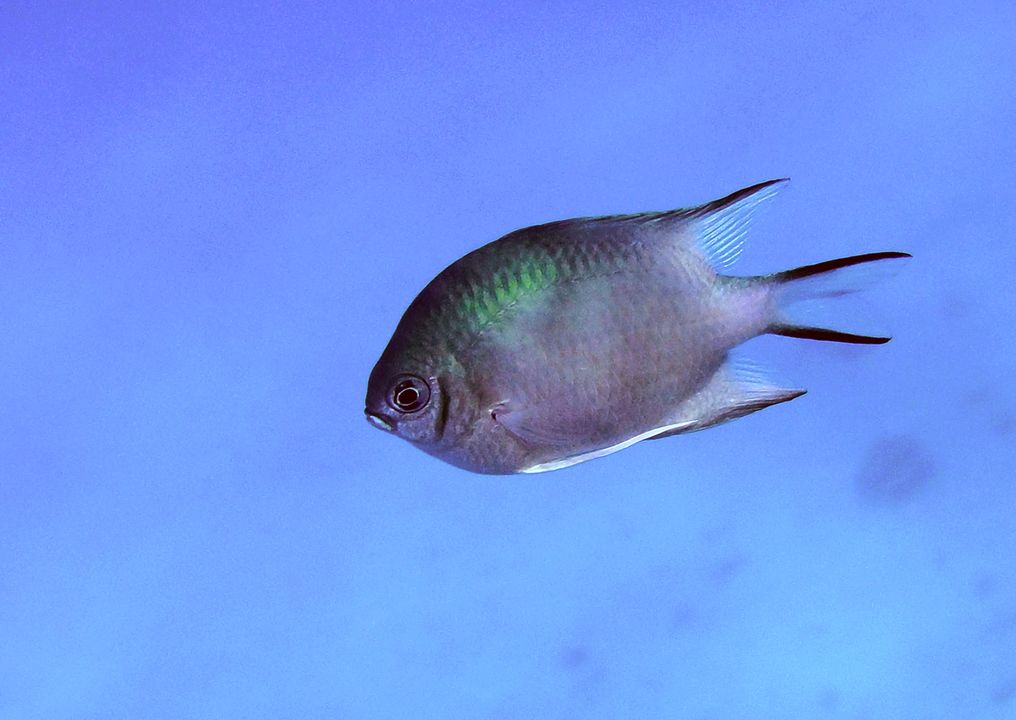 Amblyglyphidodon indicus