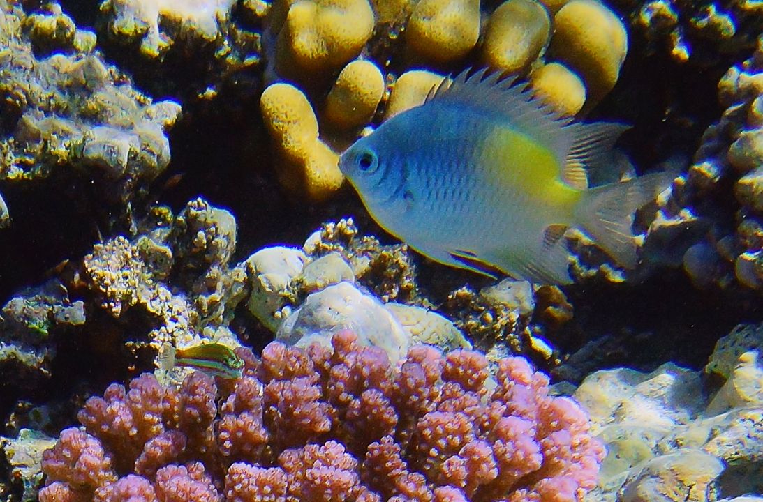 Amblyglyphidodon flavilatus