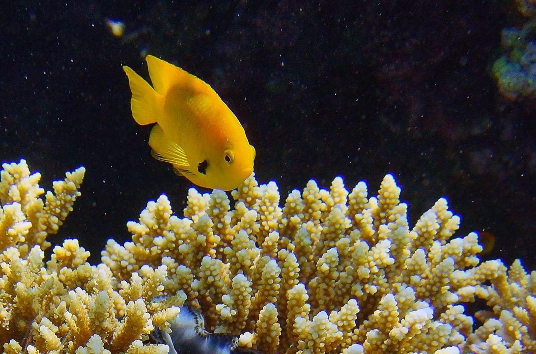 Pomacentrus sulfureus
