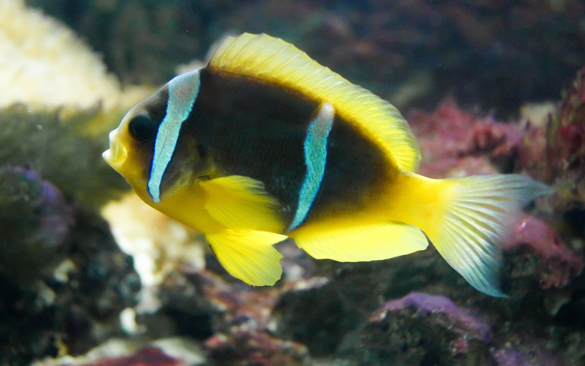 Amphiprion bicinctus