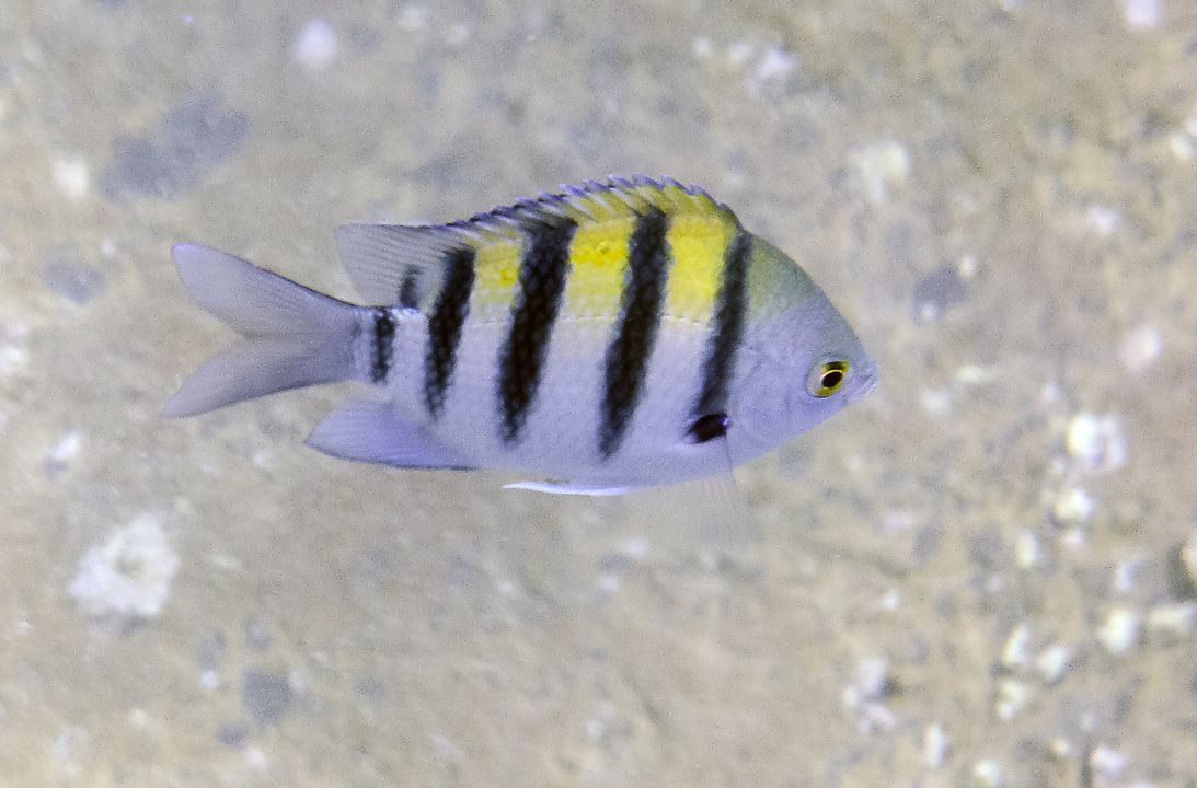 Abudefduf vaigiensis