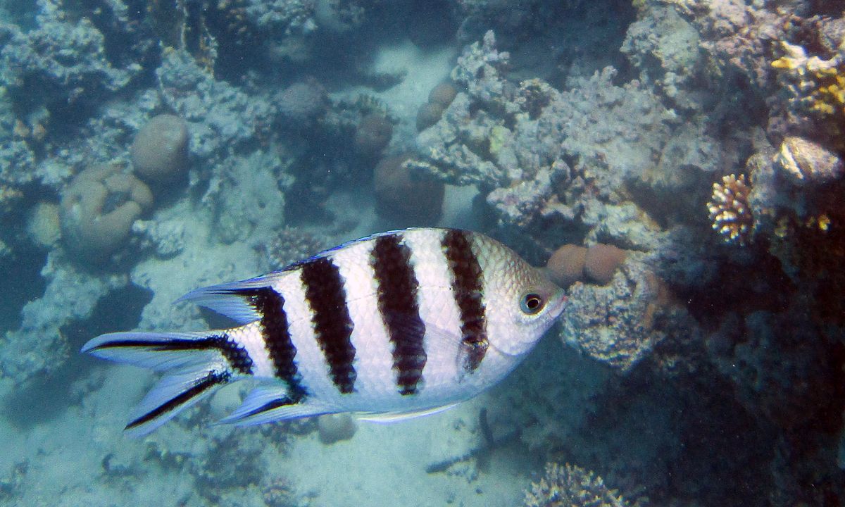 Abudefduf sexfasciatus
