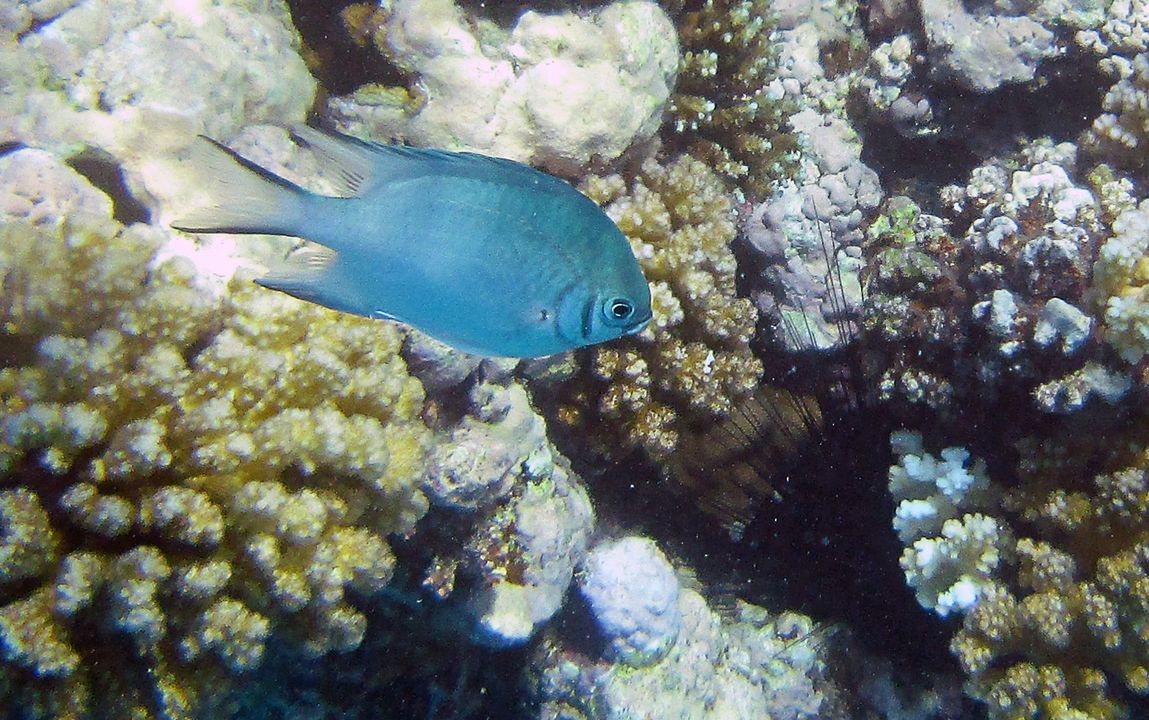 Amblyglyphidodon indicus