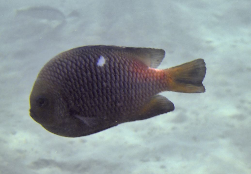 Dascyllus trimaculatus