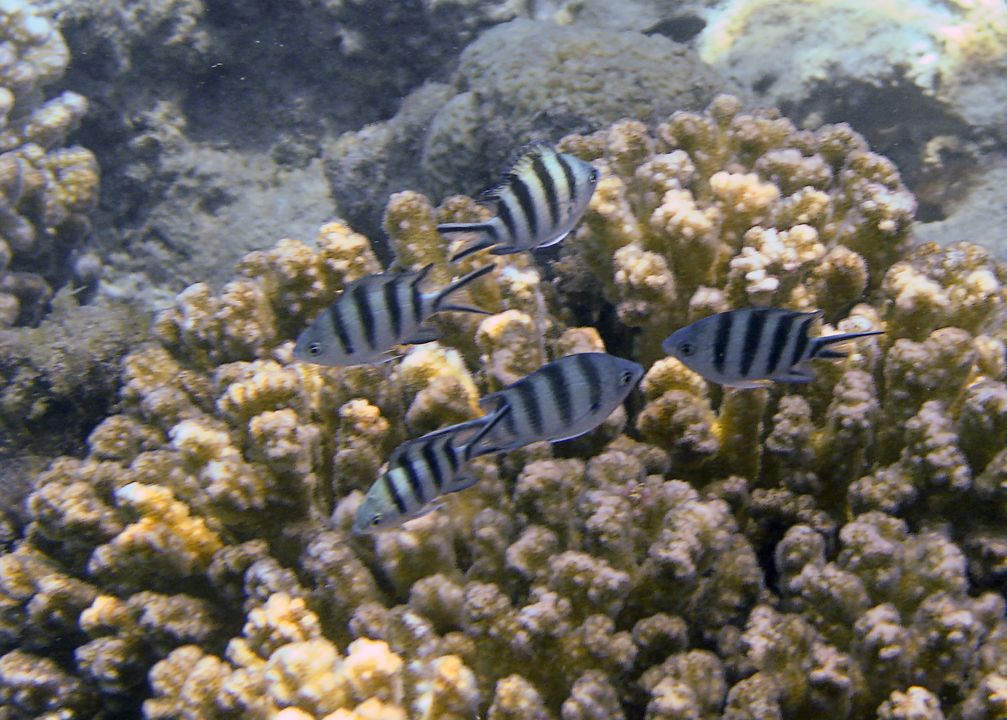 Abudefduf sexfasciatus
