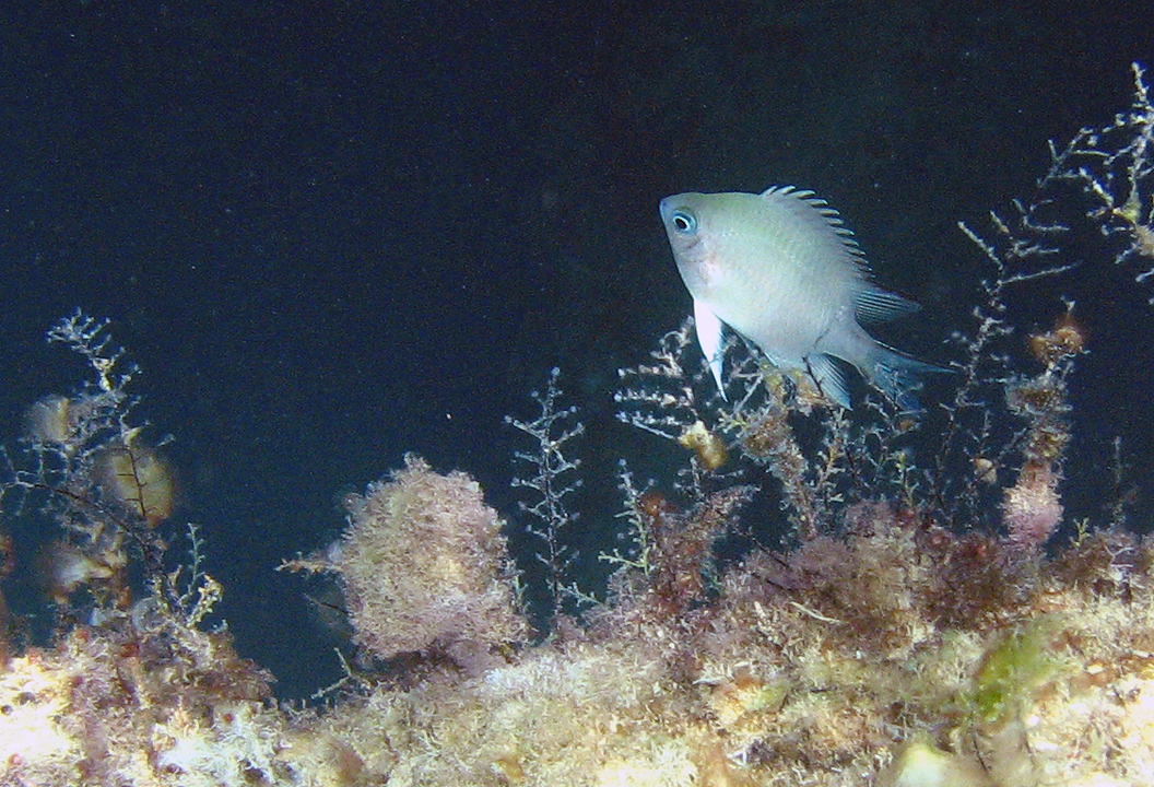 Amblyglyphidodon indicus