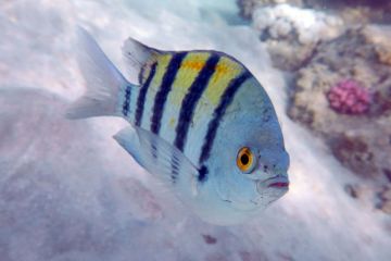 Abudefduf vaigiensis
