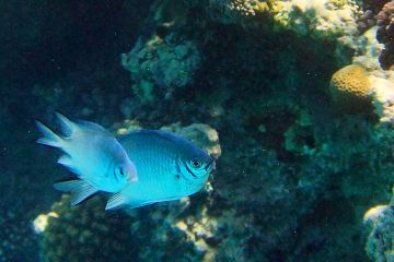 Amblyglyphidodon indicus
