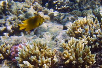 Pomacentrus sulfureus