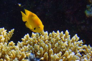 Pomacentrus sulfureus
