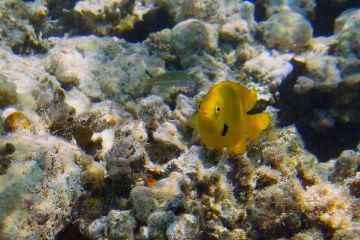 Pomacentrus sulfureus