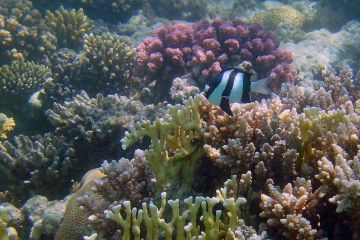 Dascyllus aruanus