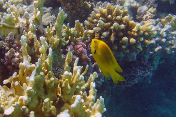 Pomacentrus sulfureus