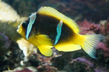 Amphiprion bicinctus