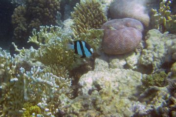 Dascyllus aruanus