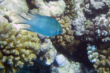 Amblyglyphidodon indicus