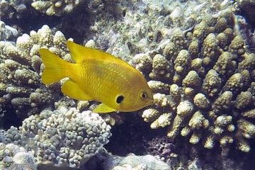 Pomacentrus sulfureus