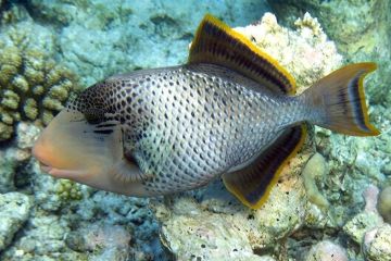 1_Pseudobalistes-flavimarginatus