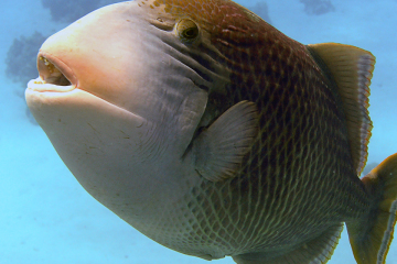 Pseudobalistes flavimarginatus