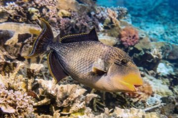 Pseudobalistes-flavimarginatus