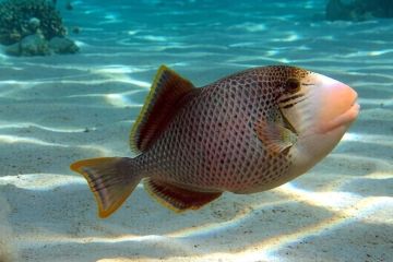 Pseudobalistes_flavimarginatus