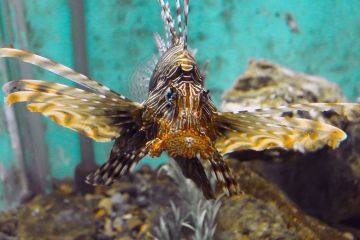 Pterois miles