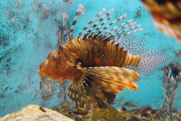 Pterois miles