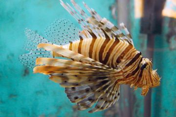 Pterois miles