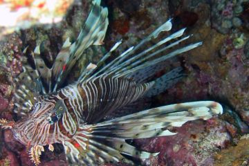 Pterois miles