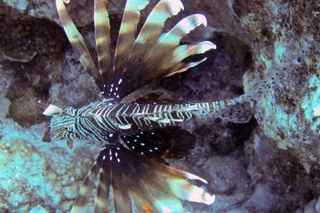 Pterois miles