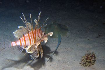 Pterois miles
