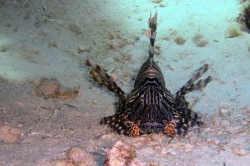 Pterois miles