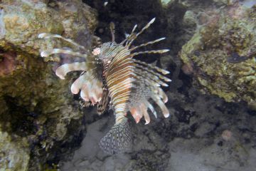 Pterois milesg
