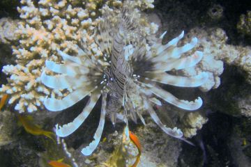 Pterois miles