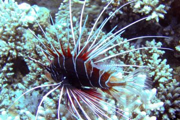 Pterois radiata