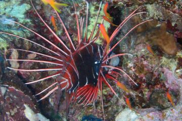 Pterois radiata