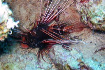 Pterois radiata